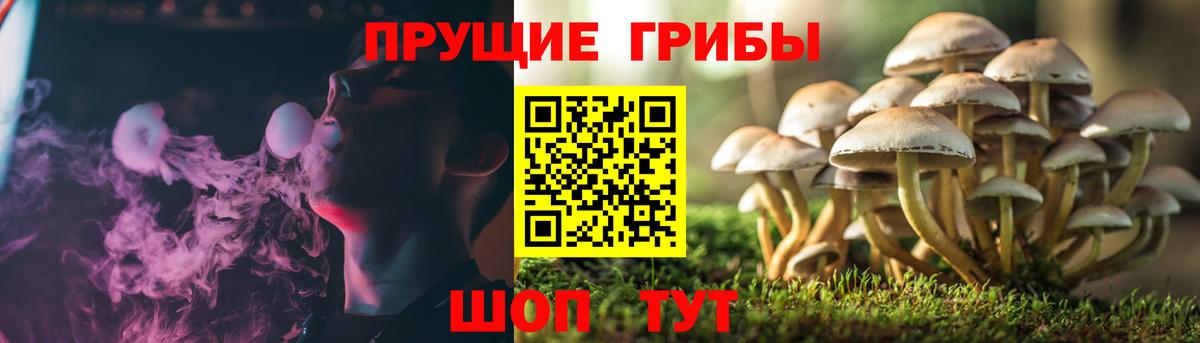 Псилоцибиновые грибы прущие грибы  Вход с VPN  Ялта  где купить   Псилоцибиновые грибы мицелий 